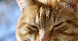 Cute orange tabby cat relaxing outdoors in the sun with eyes closed. Perfect image for cat lovers and pet enthusiasts.