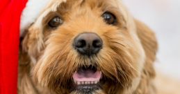 Happy dog wearing a festive Santa hat, capturing the joy of Christmas with its playful and cheerful expression.