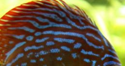 Vibrant discus fish showcasing intricate blue and red patterns, swimming amidst lush underwater greenery.