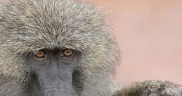 Close-up of a baboon showcasing its expressive eyes and detailed fur texture, highlighting the beauty of wild monkeys.