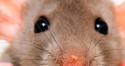 Cute gray rat holding a thin object, showcasing its large ears and inquisitive expression, perfect for pet enthusiasts.