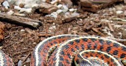 Colorful snake resting on the ground with patterned scales, showcasing its vibrant orange and black markings in natural habitat.