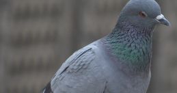 Close-up of a pigeon perched on a rope, showcasing its iridescent feathers and striking orange eye.