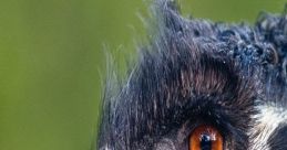 Close-up of an emu showcasing its striking orange eye and unique feathered texture, highlighting its distinctive appearance.