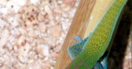 Colorful gecko perched on a wooden surface, showcasing vibrant green hues and striking blue eyes, typical of exotic reptiles.