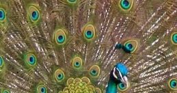 Vibrant peacock displaying its stunning feather fan with iridescent colors and eye-like patterns in a lush green setting.