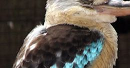 Kookaburra perched on a branch, showcasing its striking blue and brown feathers in a natural setting.