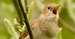 Nightingale Bird One of the most well known, prettiest singing birds who sings of love according to mythology and symbolism.