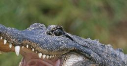 Close-up of an alligator with mouth open, showcasing sharp teeth and textured skin, highlighting its powerful predatory nature.