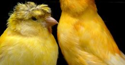 Two colorful canary birds perched on a branch, showcasing their vibrant yellow feathers and playful expressions.