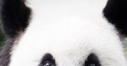 Close-up of a giant panda with distinctive black and white fur, showcasing its curious expression in a lush green environment.