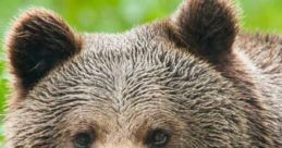 Close-up of a grizzly bear showcasing its thick fur and sharp features in a lush green forest environment.