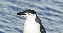 Chinstrap penguin standing on a beach, with water in the background, showcasing its distinctive black and white plumage.