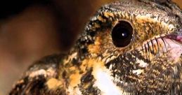 Close-up of a Whippoorwill bird showcasing its distinctive plumage and vivid eyes, set against a natural background.