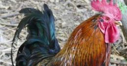 Colorful rooster strutting in a natural setting, showcasing vibrant plumage and striking features of poultry farming.