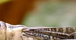 Close-up of a cricket on a leaf, showcasing its intricate textures and colors in a natural setting.