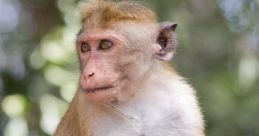 A thoughtful monkey sitting on a tree, surrounded by vibrant greenery, showcasing its expressive features and curious gaze.