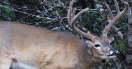 White-tailed deer in natural habitat, showcasing antlers and exhibiting a deer grunt, surrounded by foliage.