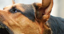 Close-up of a dog barking, showcasing its expressive features and energetic demeanor. Perfect for dog lovers and trainers.