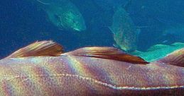 Colorful cod swimming gracefully in a vibrant underwater environment, showcasing marine biodiversity. Ideal for fishing enthusiasts.