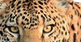 Close-up of a leopard's face showcasing its striking coat and fierce expression, highlighting its beauty and power.