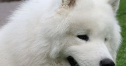 Samoyed Dogs Samoyed Dogs clips and effects, available to play and download.