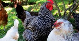 Colorful flock of chickens, including striped and white breeds, foraging in lush green grass under a tree.