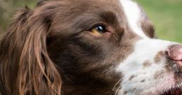 Dogs: Spaniels Dogs: Spaniels clips and effects, available to play and download.