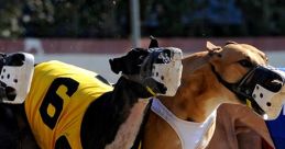 Greyhound Racing Greyhound Racing clips and effects, available to play and download.