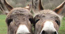 Donkeys Donkeys clips and effects, available to play and download.