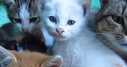 Adorable kittens cuddling together, showcasing their playful personalities and sweet, fluffy coats on a colorful background.