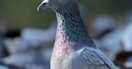 Pigeons Soundboard