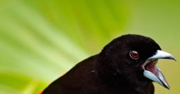 Vibrant black bird with a striking red tail calling out, perched on a lush green leaf, showcasing its lively nature.