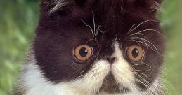 Adorable black and white kitten with big, expressive eyes, sitting outdoors, exuding cuteness and charm.