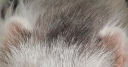 Close-up of a ferret's face, showcasing its unique fur pattern and curious expression, perfect for Wob Legend enthusiasts.