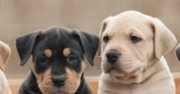 Adorable puppies of different breeds relaxing together, showcasing their playful personalities in a charming setting.