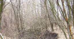 Gully formed by erosion in a wooded area, featuring exposed soil and fallen branches, showcasing natural landscape features.