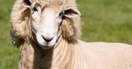 Fluffy sheep standing in green grass, showcasing its unique wool and gentle expression in a serene outdoor setting.