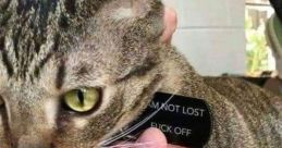 Cat with a humorous message tag saying "I'M NOT LOST, F**K OFF," showcasing playful feline attitude.