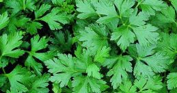 Parsley It's a thing