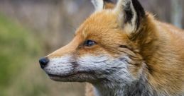 Side view of a healthy, alert fox in a grassy habitat, showcasing its vibrant fur and keen expression in nature.