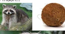 Raccoon and sloth meme expressing love for coconuts with humorous imagery and captions showcasing animal antics.