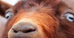 Close-up of a screaming goat with a shocked expression and open mouth, showcasing its unique vocalization.