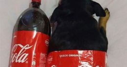 A dog humorously wrapped in a Coca-Cola label, alongside a bottle, embodying the "Coca Cola Meme" vibe.