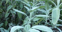 Fresh green sage leaves with soft, velvety texture, thriving in a garden setting, perfect for culinary uses and herbal remedies.