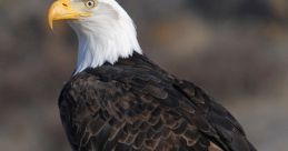 Bald eagle perched on a log, showcasing its striking black and white feathers and sharp, bright yellow beak.