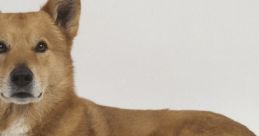 Loyal brown dog relaxing gracefully on a white background, showcasing its calm demeanor and playful nature.