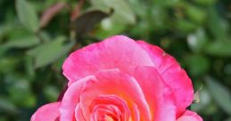 Vibrant pink rose with a yellow center, surrounded by lush green foliage, showcasing the beauty of blooming flowers.