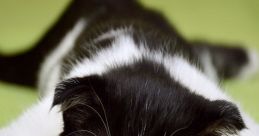 Black and white cat relaxing on a green surface, celebrating the end of the week with a cheerful "Happy Friday!