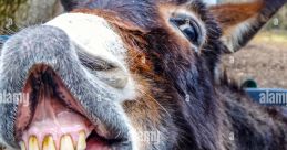 Happy donkey showing its teeth in a playful manner, highlighting its expressive nature and charming personality.